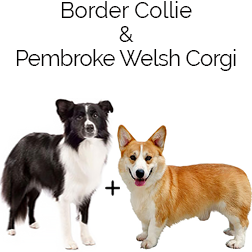 Borgi Dog